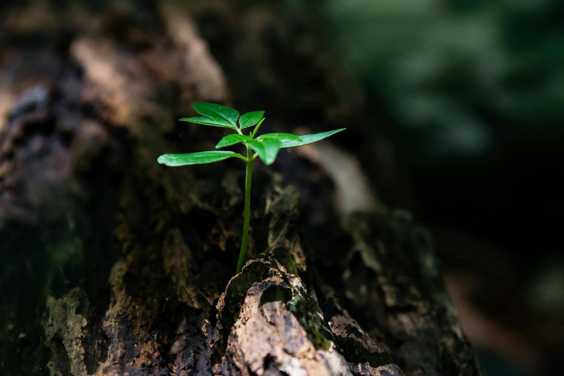 Sapling rising in nature. represents hope. 